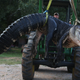 Illustration for article titled Giant Alligator Literally Broke The Scale When Biologists Weighed It
